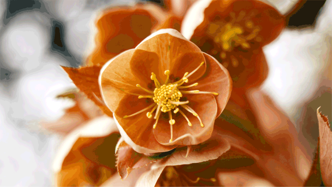 微信圖片_20210805094513.gif 微信圖片_20210805094513.gif